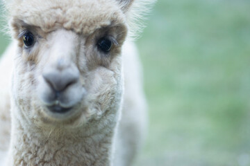 Llama baby closeup