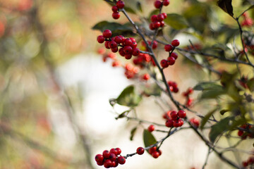 red berries in autumn