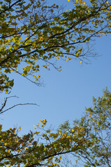 Blue Sky framed by maple tree branches