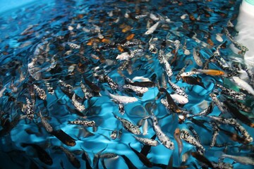 Molly fishes swiming in a fish tank