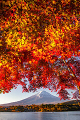 Fuji Mountain and Vivid Red Maple Leaves in Autumn at Kawaguchiko Lake, Japan