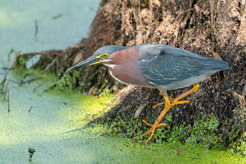 Green Heron hunting in swamp