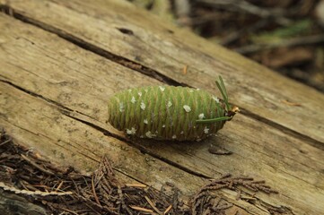Grand Fir (Abies grandis) cone in Cabinet Mountains, Montana