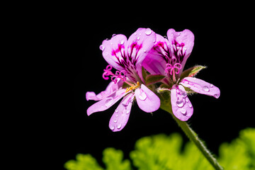 Sweet scented geranium blossom in garden