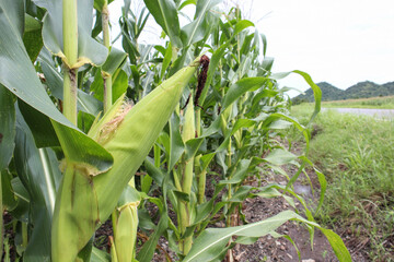 beautiful corn field in the morning with the morning sun