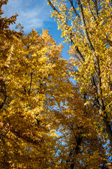 Gold Trees with Blue Sky