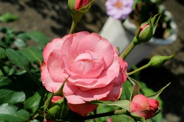 素敵に咲くバラの花　風景