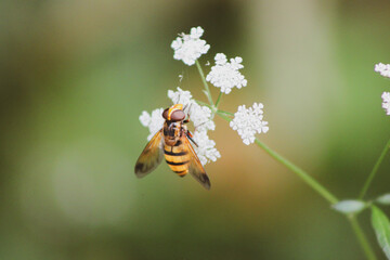 bee on a flower