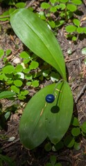 Queen's Cup (Clintonia uniflora) berry in Cabinet Mountains, Montana