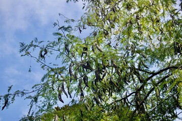 White acacia tree branches with dry pods
