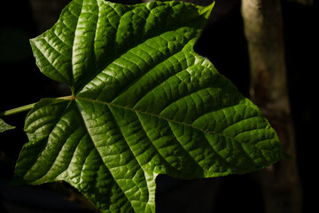 close up of green fern leaf