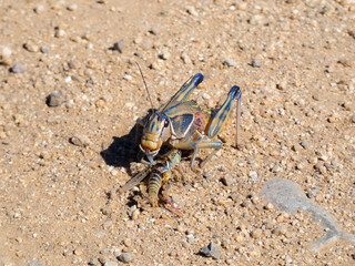 close up of a grasshopper