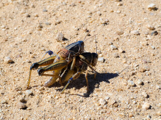 close up of 2 grasshoppers