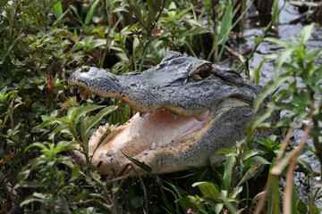 Wild alligator in the Florida everglades with mouth open