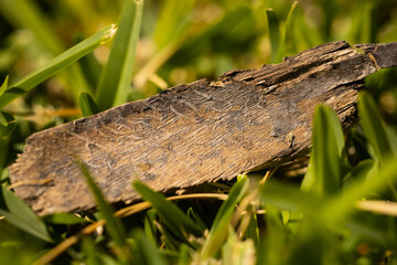 a bark on the grass