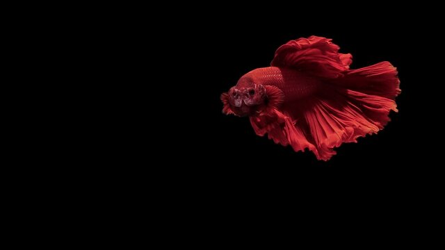 Solid red color Siamese fighting fish