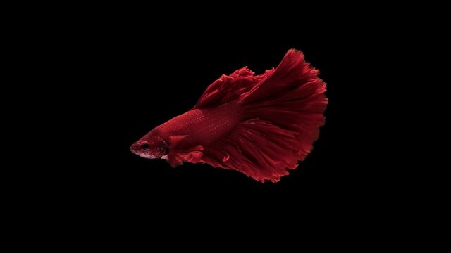 Solid red color Siamese fighting fish