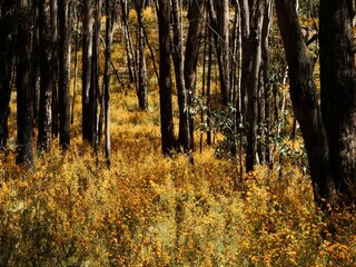 Australian Wildflowers.