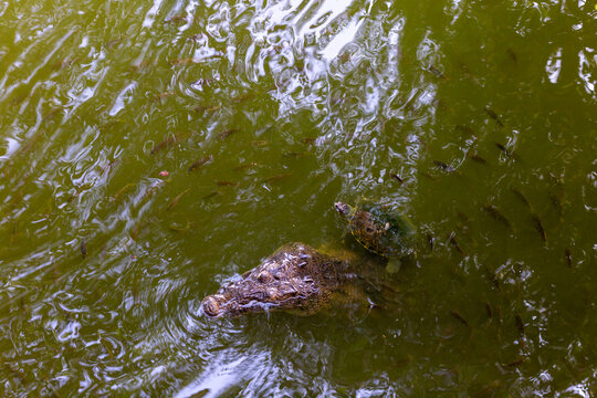 Tête de crocodile en dehors de l’eau calme à teinte verte avec des tortues et des poissons