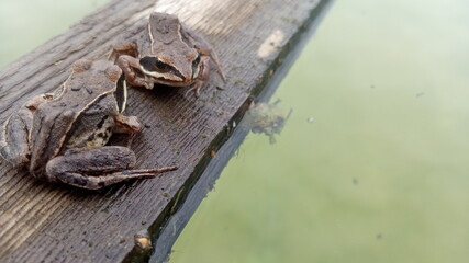 frog on a log