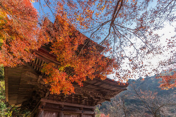 ああ、美しきかな、ニッポンの紅葉