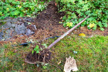 Remains of a dead bush dug out of a wet fall garden, shovel with rusted blade, and leather work gloves
