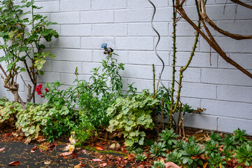 Fall weather chores, outdoor faucet spigot that needs to be covered and protected for winter
