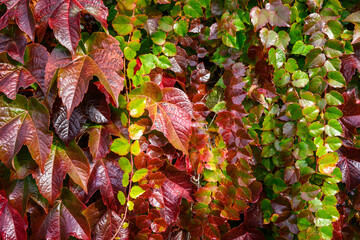 Vibrant fall color in the green, red, orange, and yellows of fall leaving on mingled vines, Washington state

