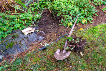 Remains of a dead bush dug out of a wet fall garden, shovel with rusted blade, and leather work gloves
