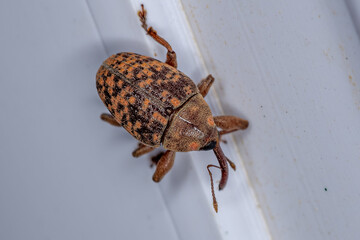 Adult True Weevil