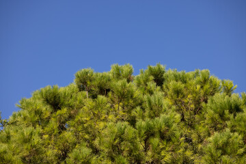 pine tree and blue sky
