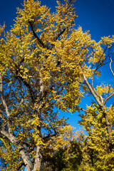 Yellow Leaves Against a Dark Blue Sky
