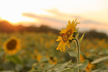 Butterfly on Sunflower