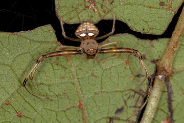 Adult Female Pirate Spider