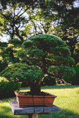 Obraz na płótnie Canvas Beautiful little 'bonsai' little tree at Meiji Jingu inner garden in Yoyogi Park, Tokyo, Japan
