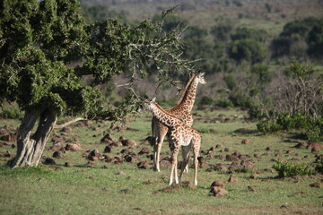アフリカマサイのキリン