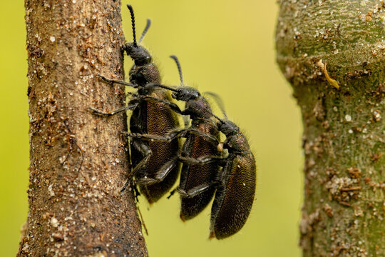 Adult Long-jointed Beetles