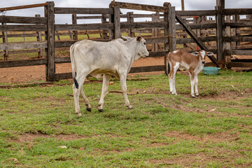 cow in a farm