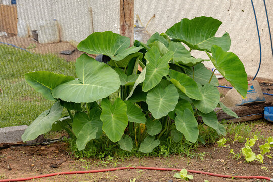 Green Taioba Plant Leaves