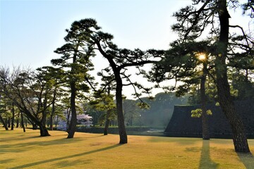 A line of trees welcome the sunlight in the morning in a beautiful city park scene with green grass field and clear sky