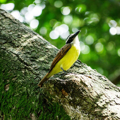 Birds