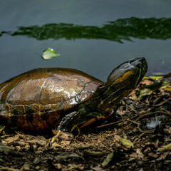 Turtle