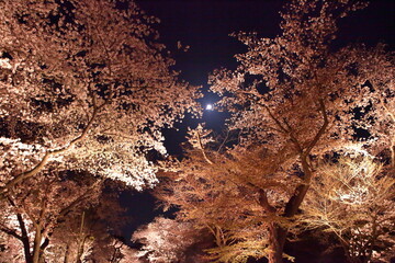 夜桜　桜　