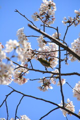 桜　春　メジロ　