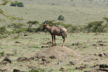 アフリカマサイのトムリンガゼル
