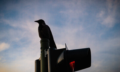 Eine schöne Nahaufnahme von einer Silhouette eines Raaben. Der Raabe sitzt auf einer Ampel im...