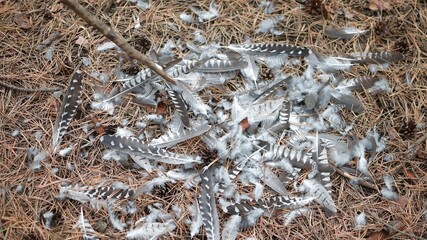bird feathers lie on the ground in the forest on the dried needles of a coniferous forest