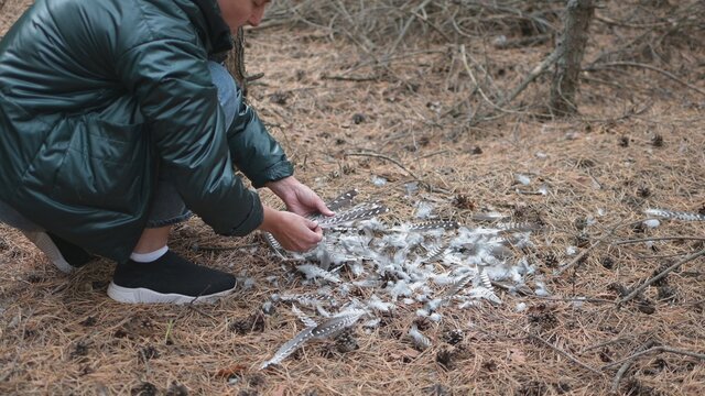 women's hands touch the bird feathers of a dead bird that lie on the ground in the forest on the dry needles of a coniferous forest