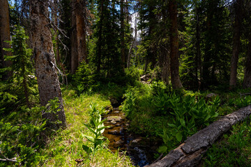 Alpine forest in Utah, USA