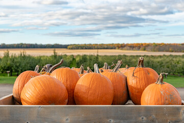 Pumpkins in the Foreground Fields in the Background